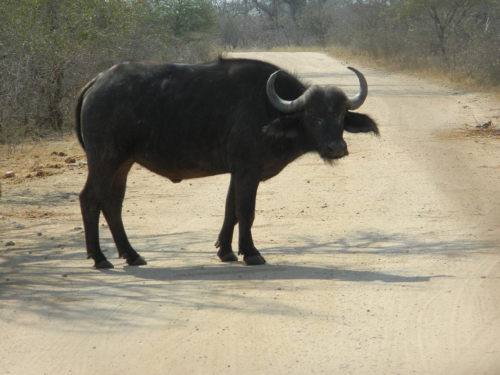 Suedafrika (140)